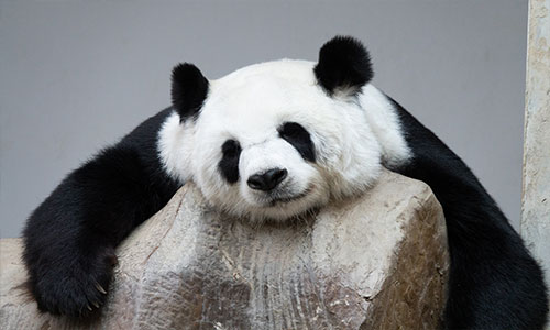 Giant Panda Breeding Research Base